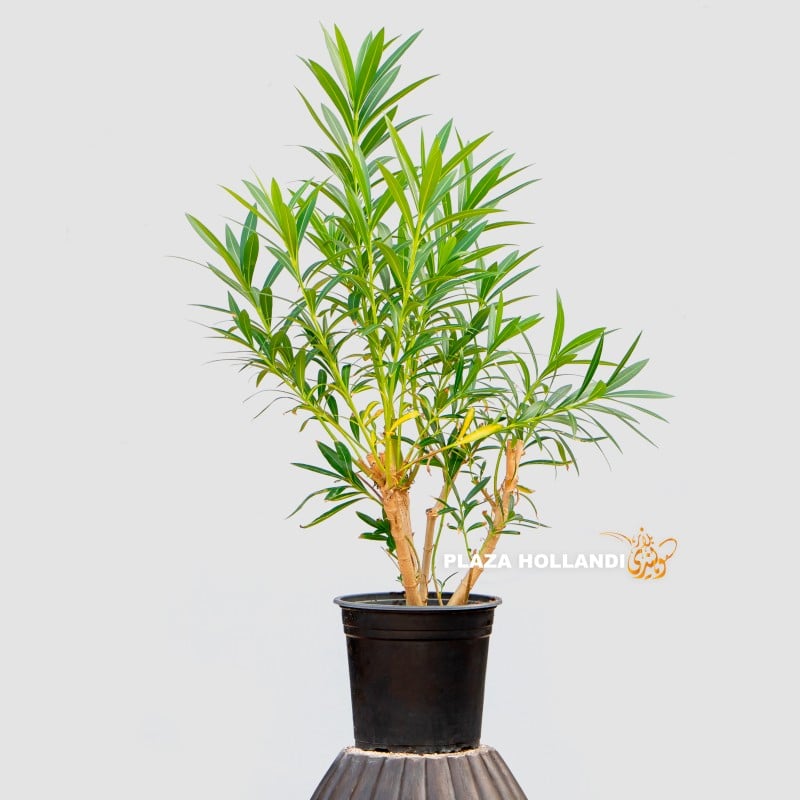 Nerium Oleander Plant