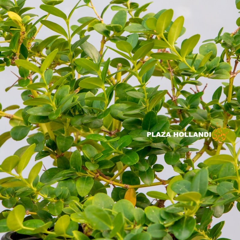 Close up of Carissa Microcarpa shrub plant