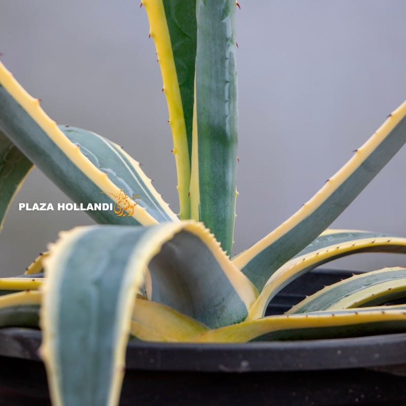 Agave America plant