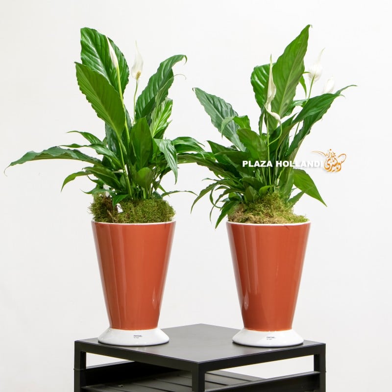 Orange planters with peace lily plants