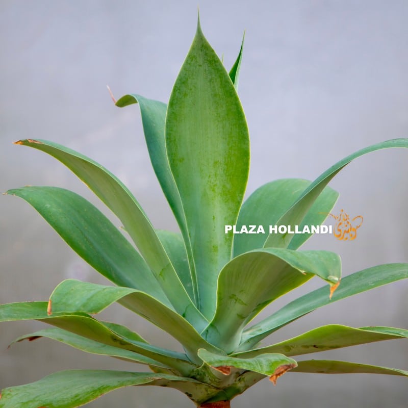 Agave Attenuata plant