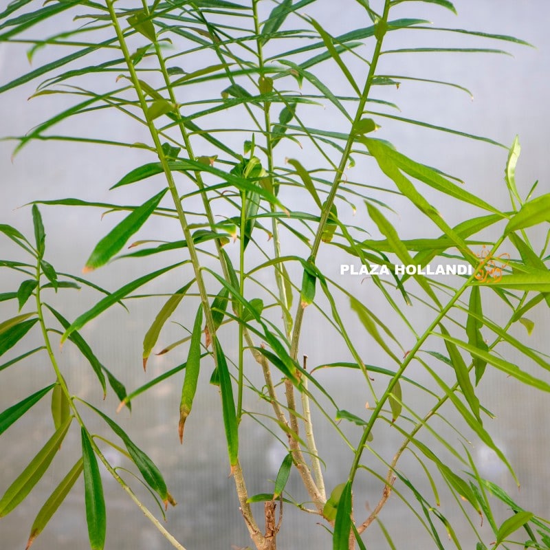 Thevetia peruviana plant