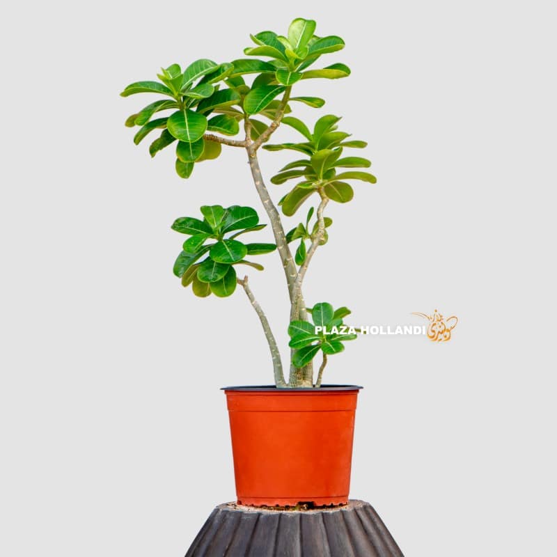 Adenium plant