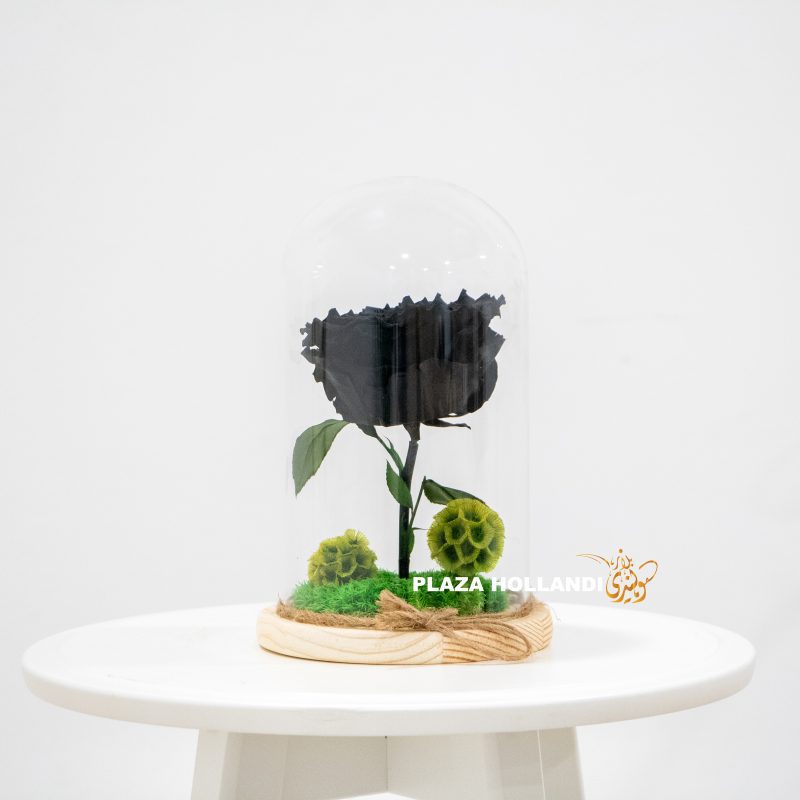 black preserved rose in a cloche