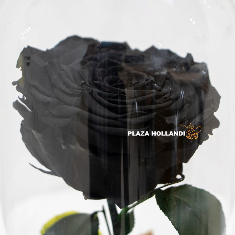 Close up of black preserved rose