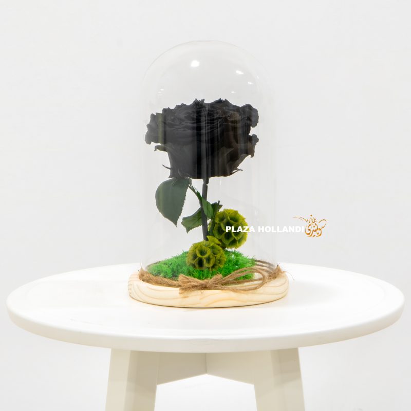Black preserved rose in a cloche