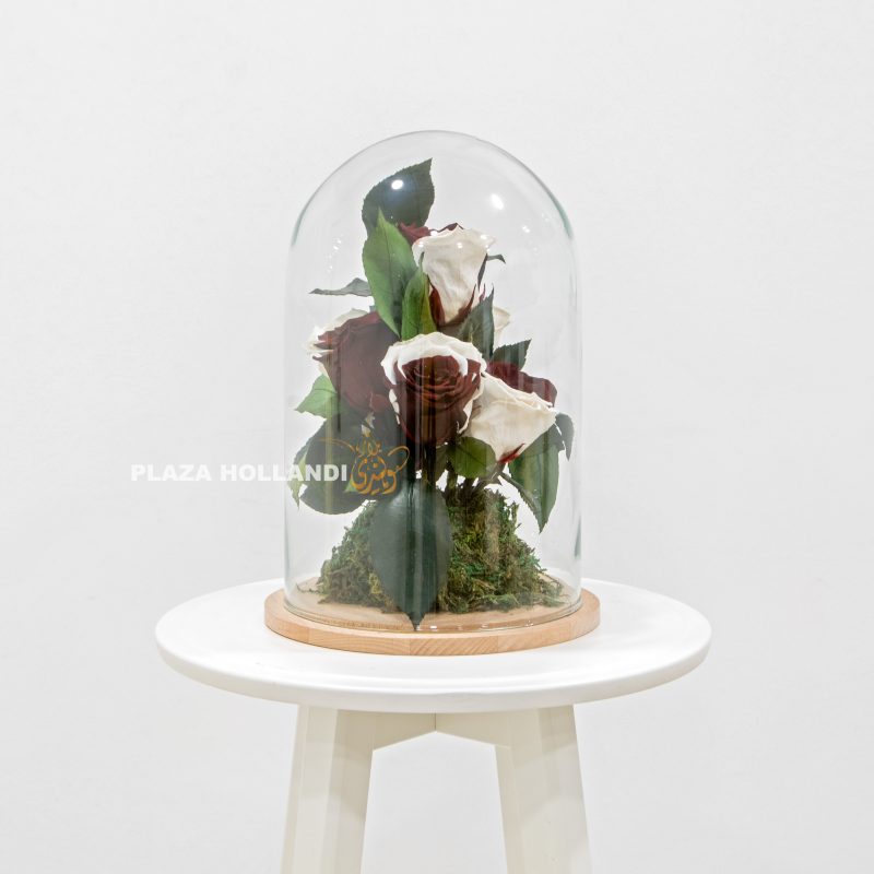 Maroon and white preserved rose