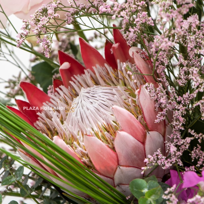 close up of protea flower