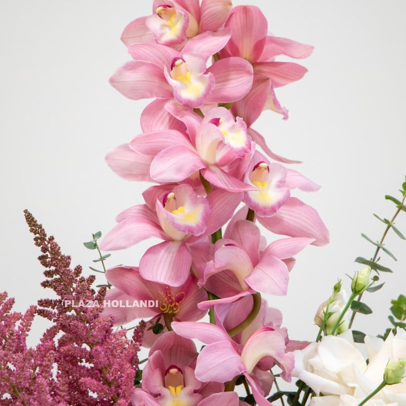 close up of cymbidium orchids