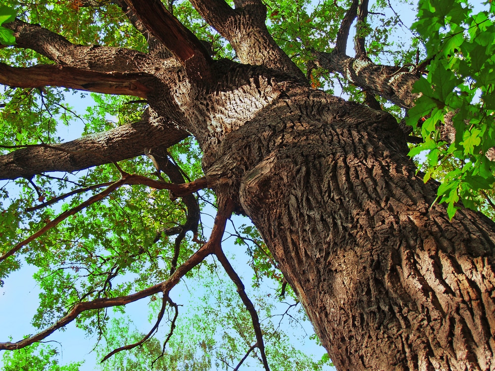 Amazing Trees 11 tree trunk close up
