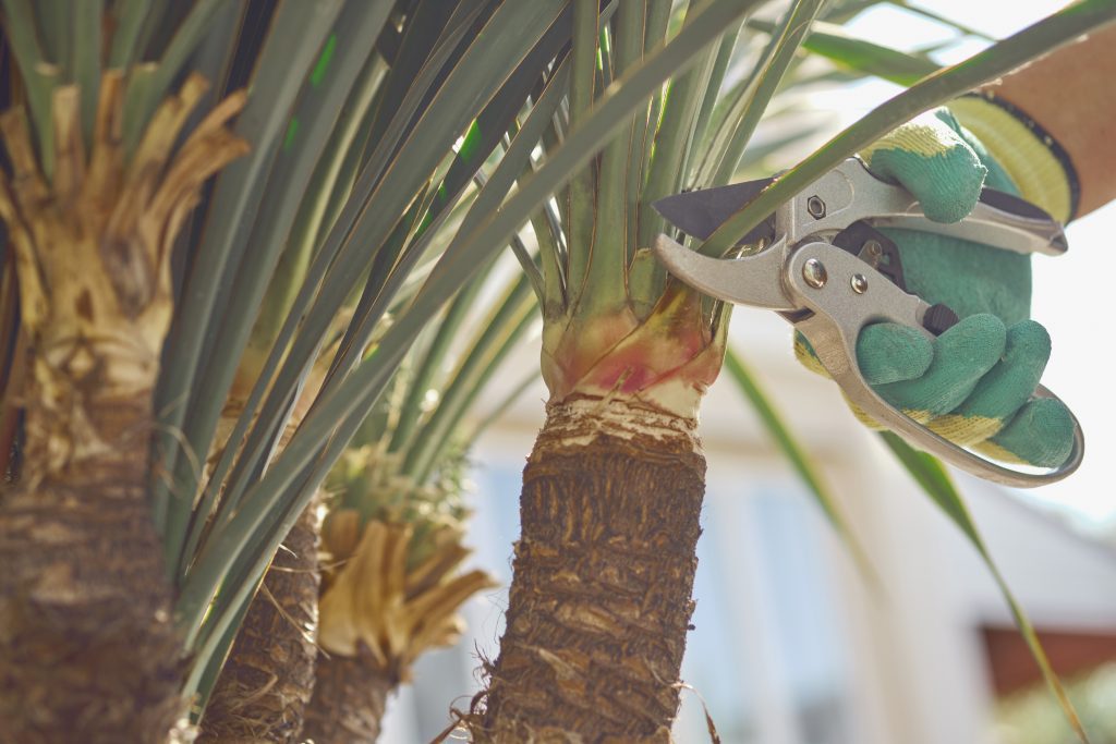 Amazing Trees 4 pruning a palm tree
