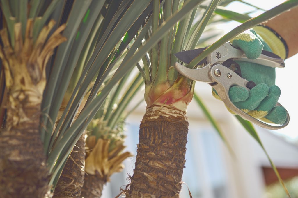 pruning a palm tree