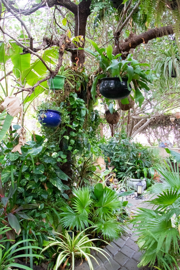 Hanging Plants, tropical plants in a garden in Qatar