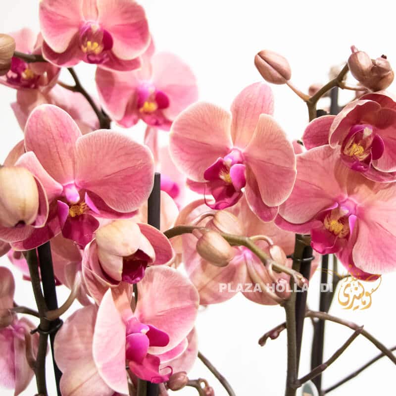 Orchid plants