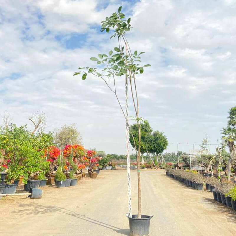Tubebuia Rosea tree