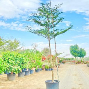 Bucinda Buceras tree