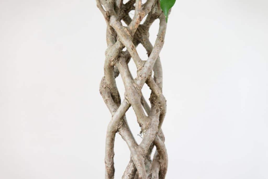 Ficus Regina 7 Ficus Regina trunk