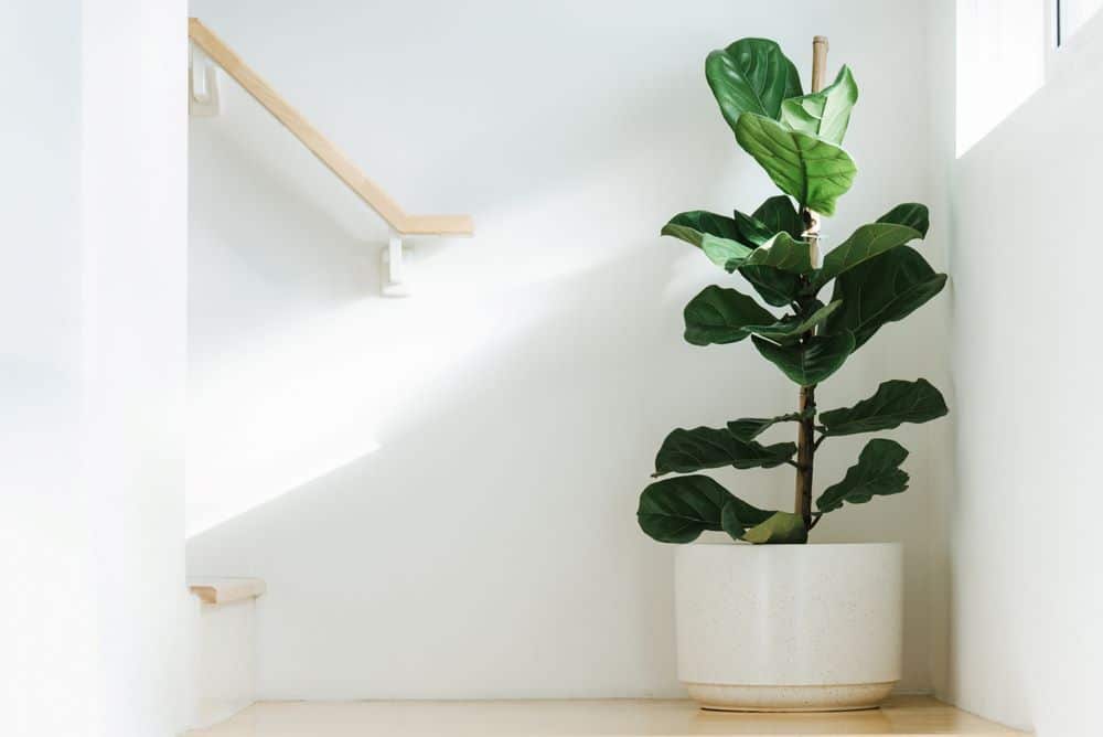 Ficus Fiddle fig tree