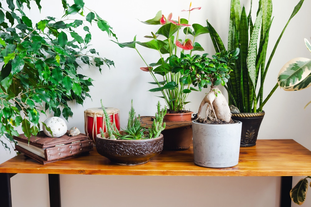 Ficus plants on a table