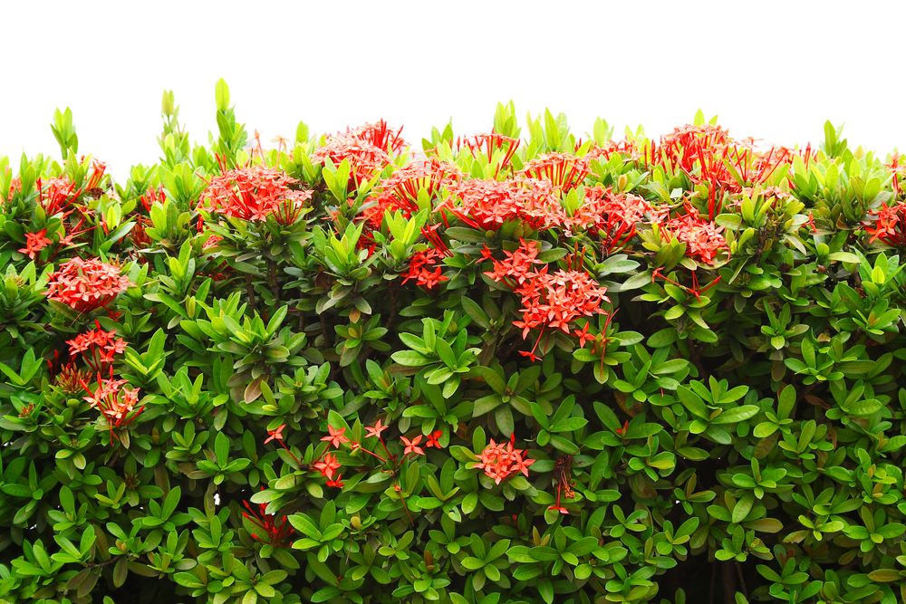 red flowering shrubs