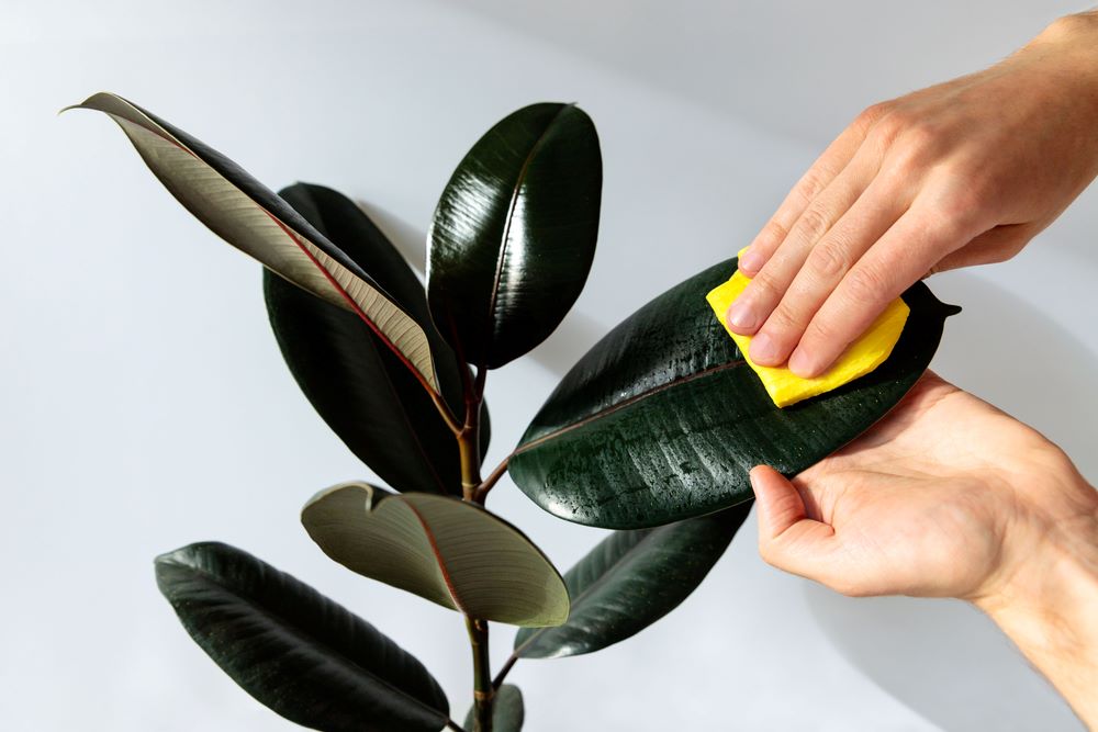 cleaning the leaves of a ficus plant