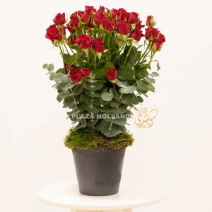Red spray rose arrangement