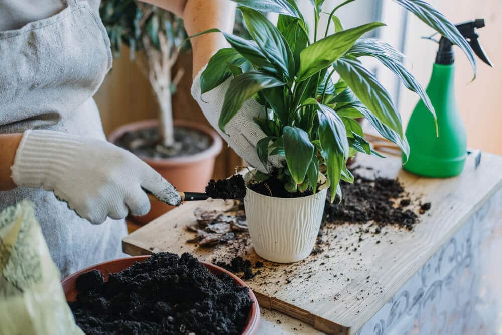 Exciting Ramadan Activities 5 plants maintenance for indoor plants