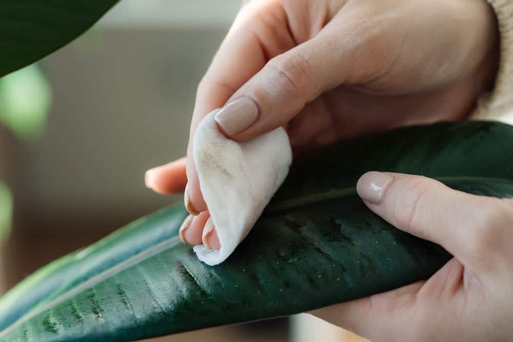 cleaning the leaves of indoor plants