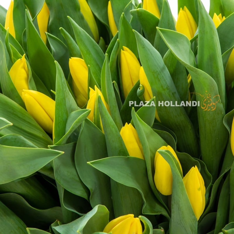 close up of yellow tulips