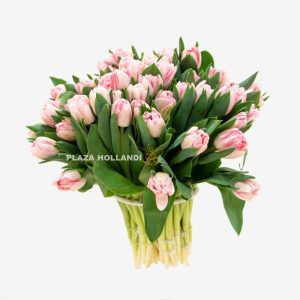 Pink Tulips