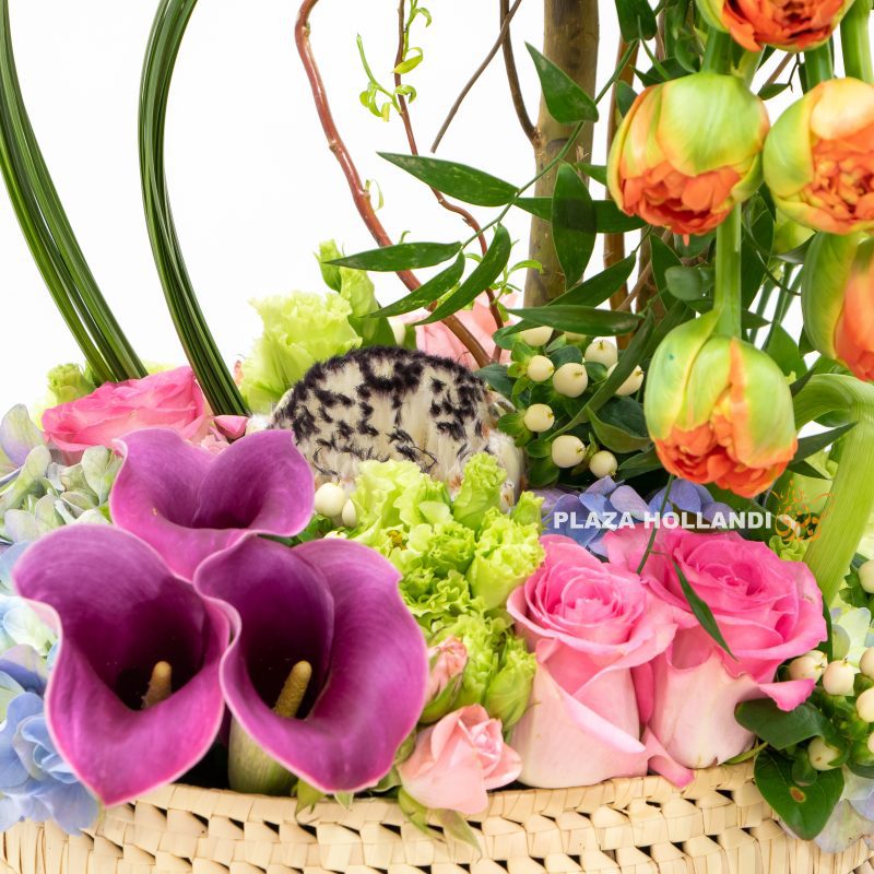 FLOWERS PLAZA HOLLANDI