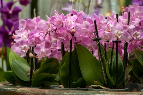 purple orchid plants