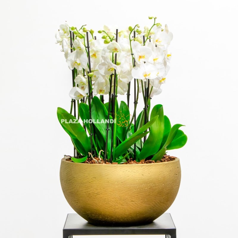 Large Phalaenopsis orchids in a gold pot
