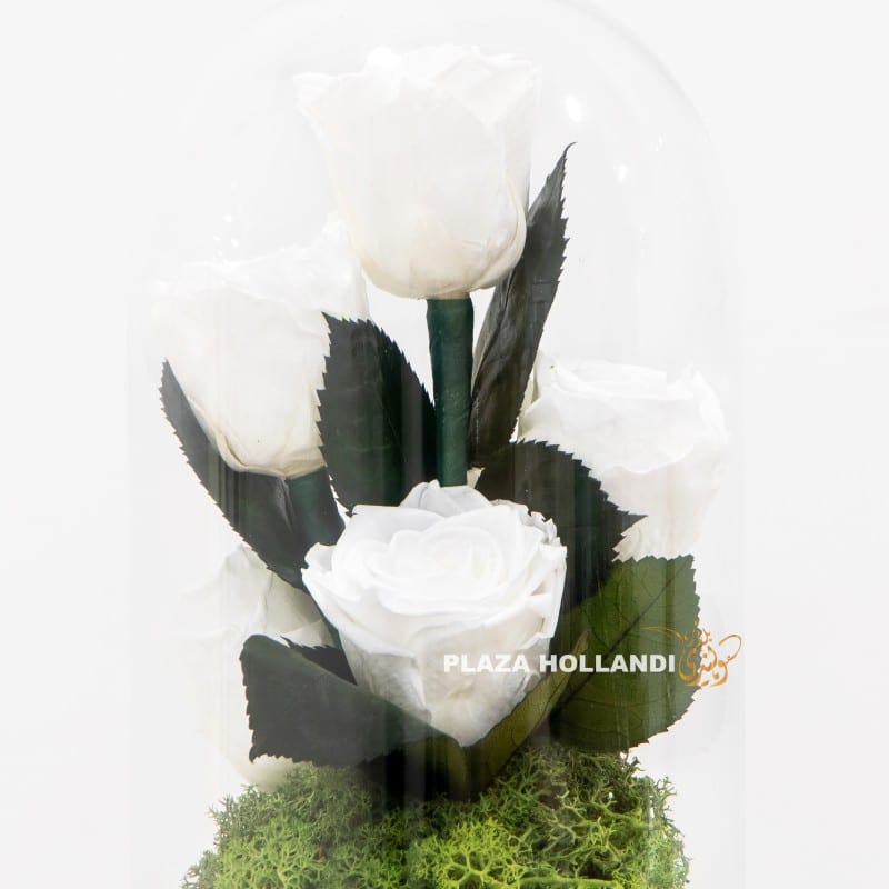 close up of black and white preserved rose