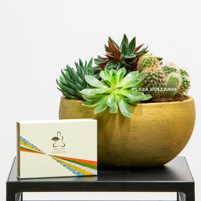 Succulents with mandarin oriental voucher