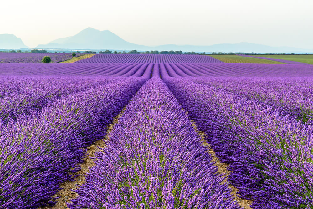 lavender fields