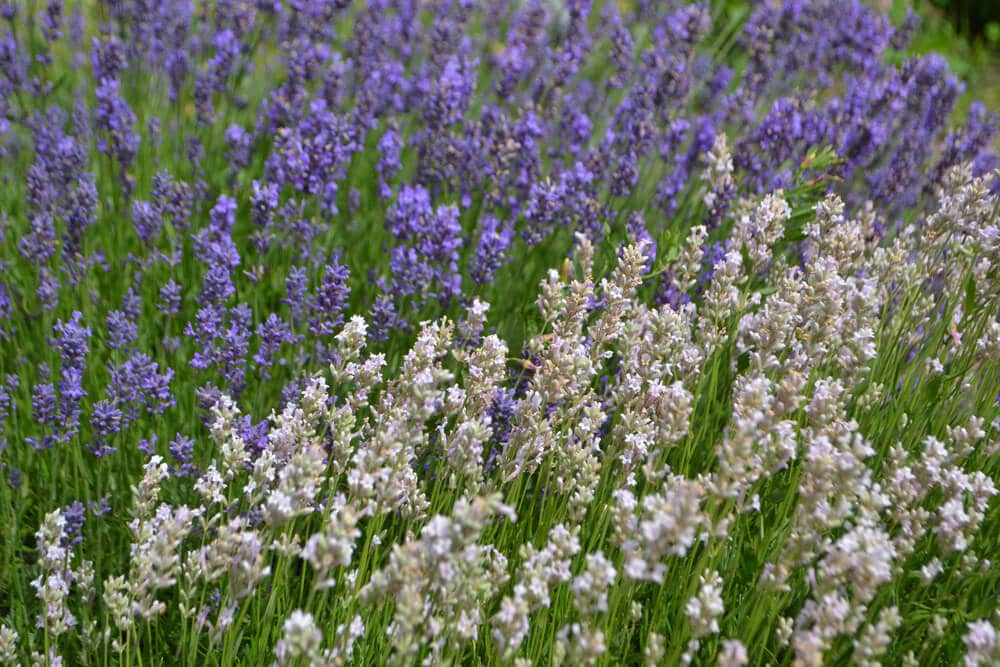 white lavender