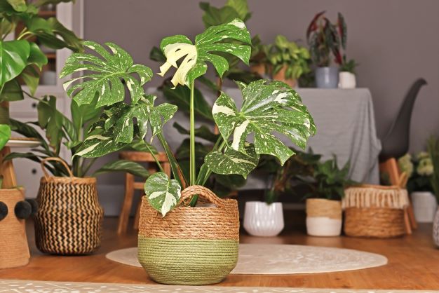 The Beauty of Monstera Plants 4 Variegated Monstera