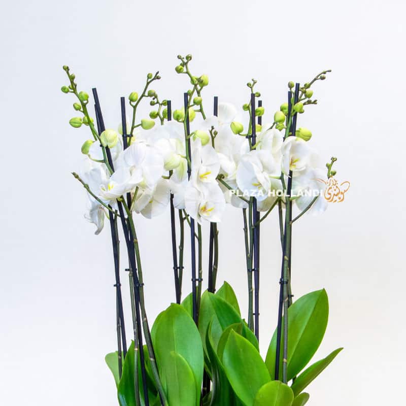 white phalaenopsis orchid