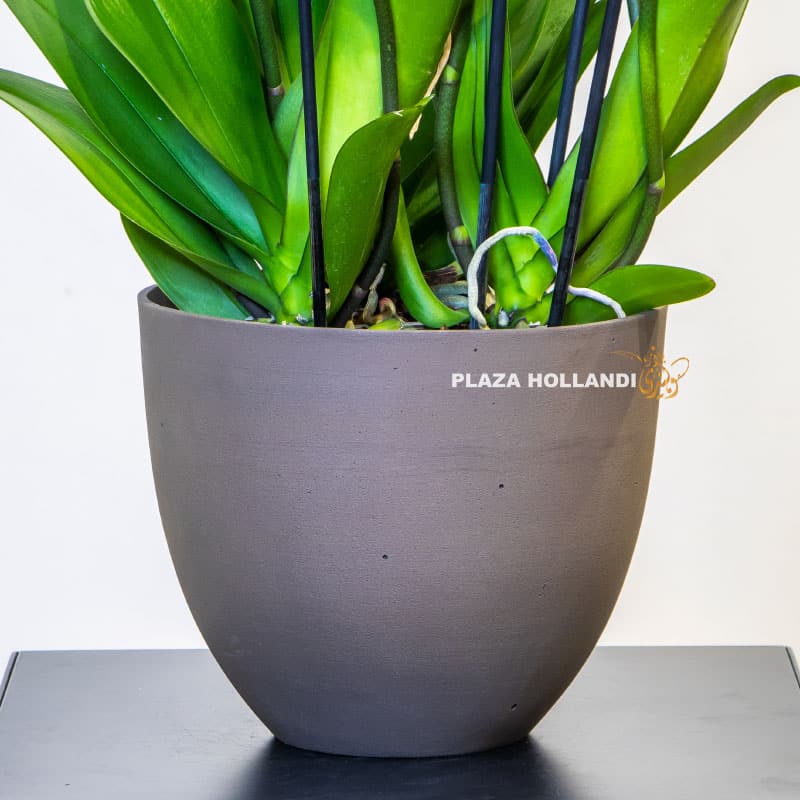 grey planter pot