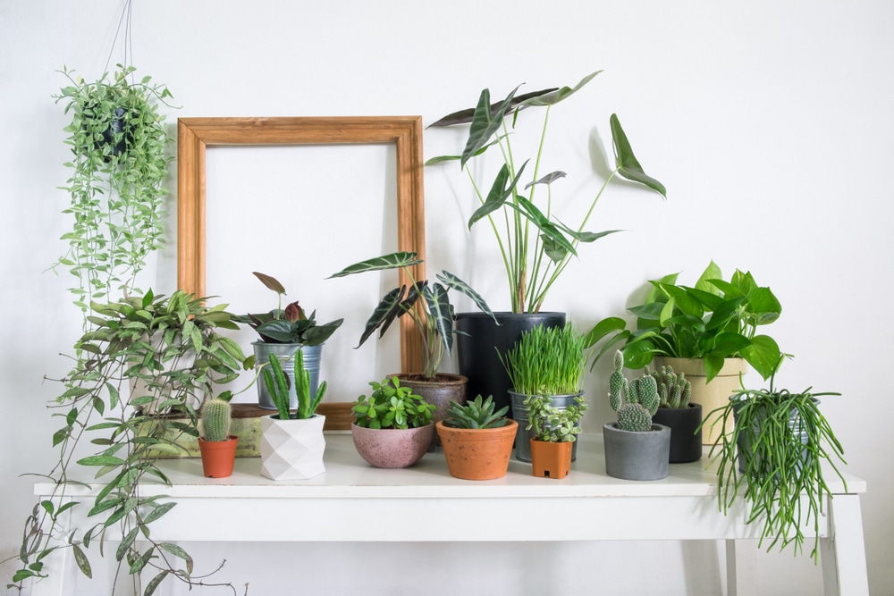 Houseplants