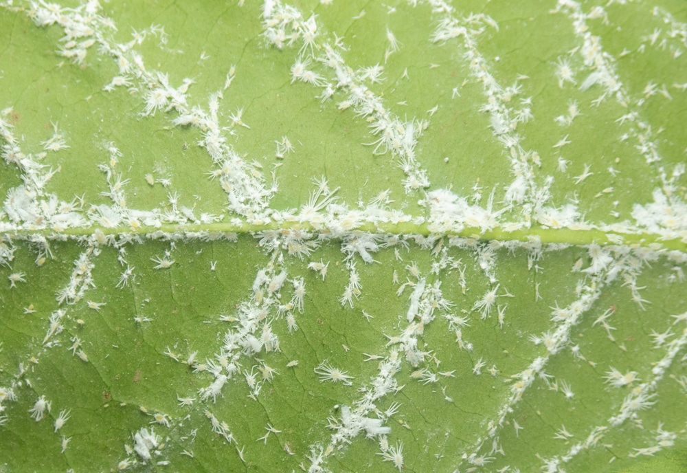 The best way to get rid of Mealybugs 8 mealybugs on leaves