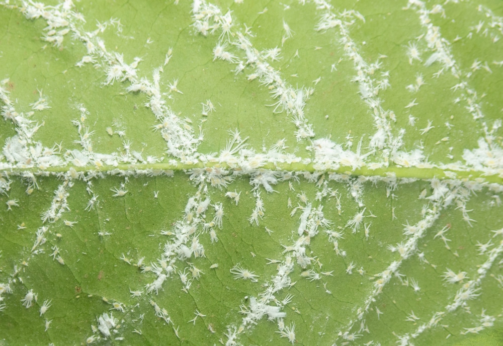 mealybugs on leaves