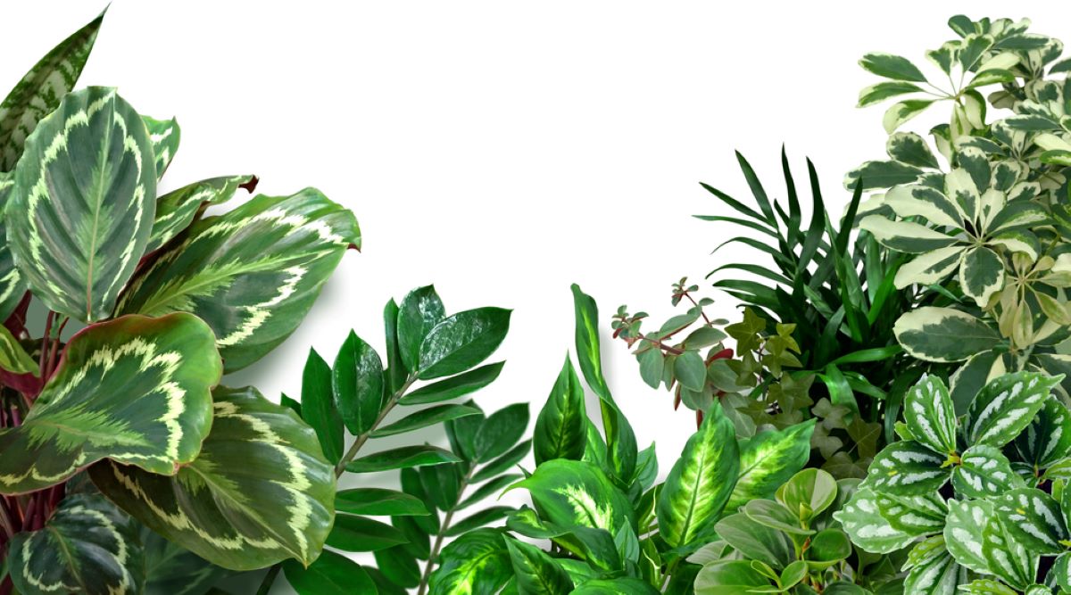 Indoor plants without mealybugs