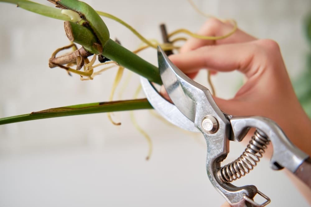 cutting back a monstera plant