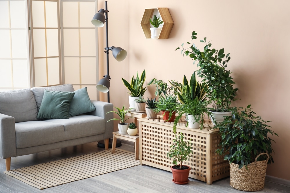 Houseplants in your home