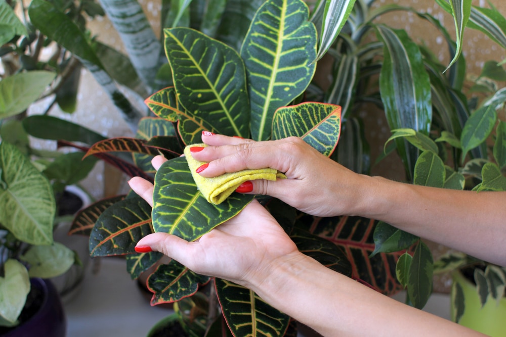 The best way to get rid of Mealybugs 15 cleaning bugs from your leaves