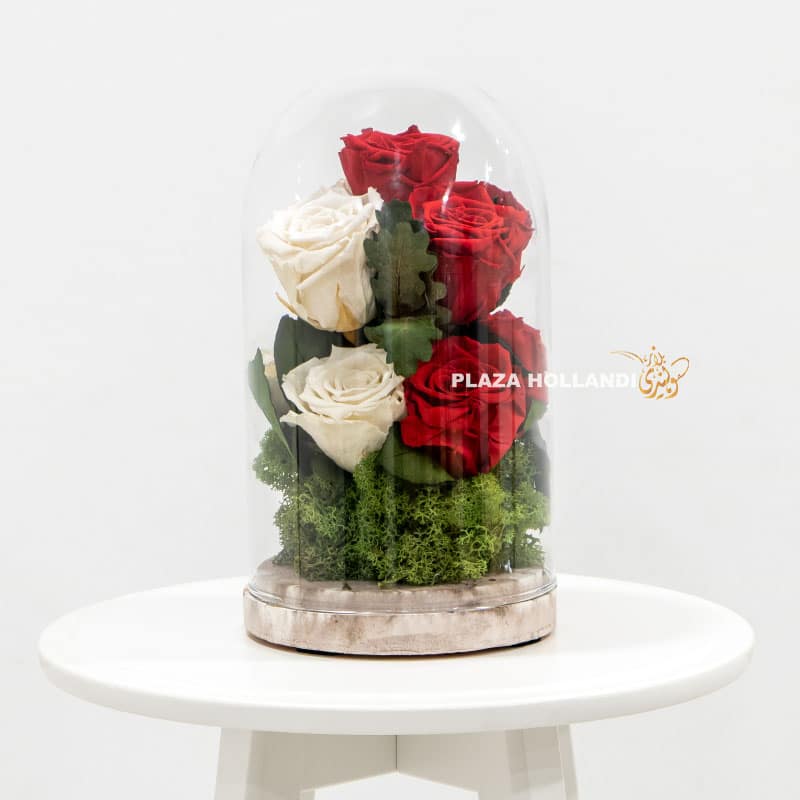 Red & White Mix Preserved Rose - Plaza Hollandi