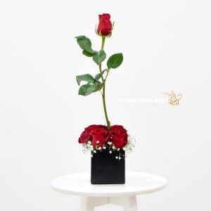 red rose in a black box
