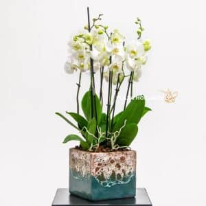 white phalaenopsis orchids in a square pot